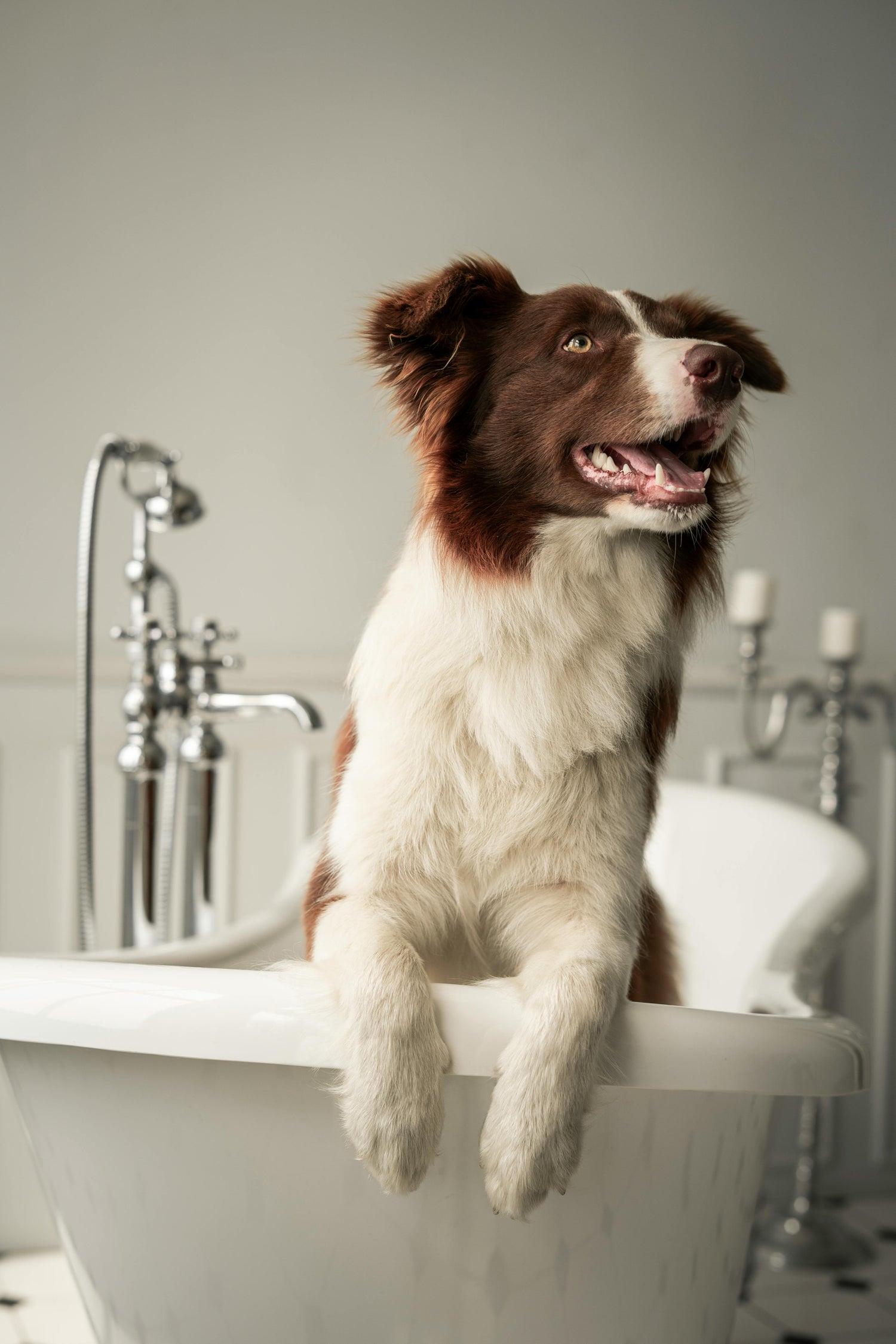Pet Cleaning Supplies
