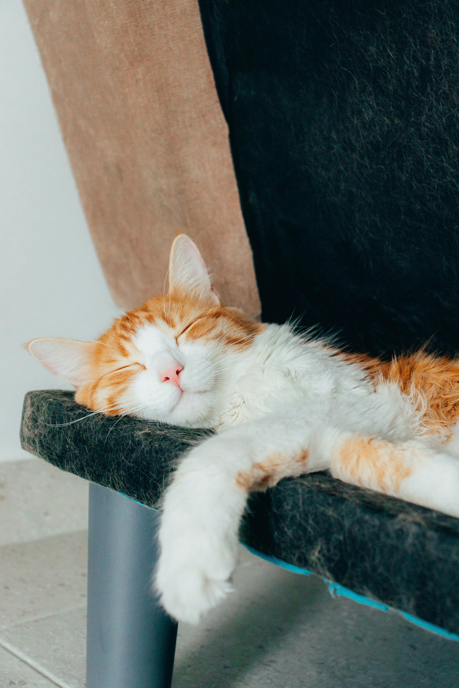 Pet Comfort